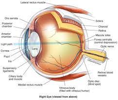 eye anatomy labeled ilration