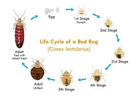 6 Early Signs Of Bed Bugs Top