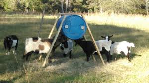 barrel hay feeder for the goats do