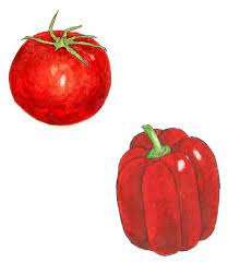 How To Paint A Tomato With Watercolors
