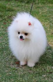 soft fur pet for pomeranian dog white