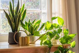 Six Indoor Plant Bugs To Watch Out For
