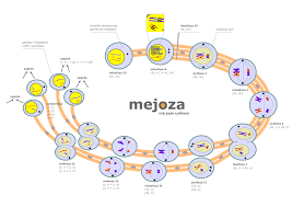 Mejoza – Wikipedia, wolna encyklopedia