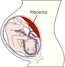 Placenta Wikipedia
