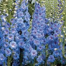 Delphinium Blue Lace from Wayside Gardens