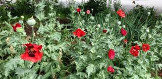 Growing poppies from seeds is quite an amazing idea for adding striking colors to your lovely garden. How To Grow Oriental Poppies In Your Garden Today S Homeowner