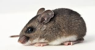 tips to avoid mice in storage units