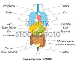 Internal Organs Chart Schematic Anatomy Diagram With
