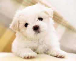 Resultado de imagem para cachorro poodle branco