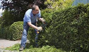 How To Keep Conifer Hedges Looking Trim