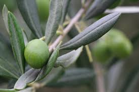 Olive - Bild \u0026amp; Foto von Bettina weigand aus Obstbäume - Fotografie ...