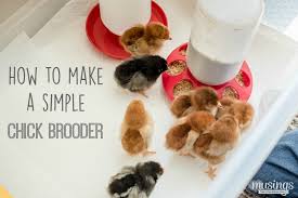 how to make a brooder meet our