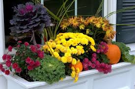 Get it as soon as thu, jul 8. 10 Fall Plants Flowers That Will Spice Up Your Window Boxes Hooks Lattice Blog In 2020 Window Box Flowers Fall Flower Boxes Fall Windows