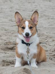 All corgi puppies are up to date on shots.all paperwork available. Photos Oregon Corgi Beach Day Benefiting The Oregon Humane Society Katu