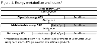 energy nutrition