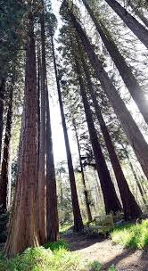 Ihren namen verdanken sie einerseits ihrer enormen größe, zum anderen ihrem erstaunlichen alter. Auf Der Sequoiafarm In Nettetal Kaldenkirchen Wachsen Mammutbaume