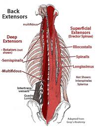 Characteristic of the vertebrate form, the human body has an internal skeleton that includes a backbone of vertebrae. Lowerbackpain In 2020 Muscle Anatomy Muscle Diagram Yoga Anatomy