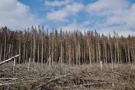 images?q=tbn:ANd9GcTpX7k6o59szBEUfAetfptYWBzhB3DfpdWnPw&s