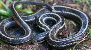 Garter snakes are small, attractive and inexpensive. Northwestern Garter Snake Willapa U S Fish And Wildlife Service