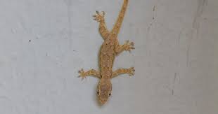 12 ways to remove lizards from your