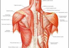 Lower Back Internal Muscle Human Anatomy Lower Back