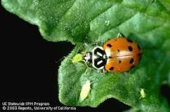 Image result for ladybugs types california]