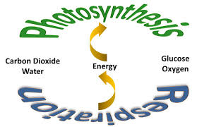 The main product of cellular respiration is atp; Photosynthesis And Respiration New Under The Sun Blog