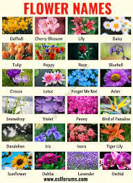 A good example of these complete flowers will be lilies and hibiscuses. Flower Names List Of 25 Popular Names Of Flowers With The Pictures Esl Forums Flower Names List Of Flowers Types Of Flowers