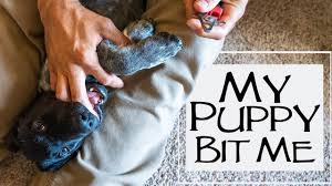 how to stop puppy biting how to trim