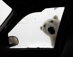 Huge Polar Bear Shocks Driver By