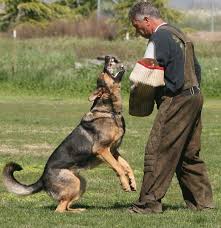 dogs what makes a good protection dog