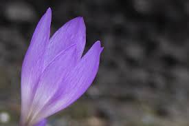秋 紫 花