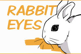 7 fun facts about rabbit eyes and 5