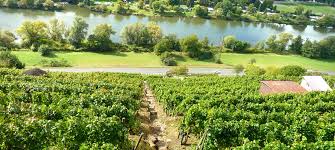 Bildergebnis für weinberge main
