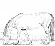 The horse coloring pages you see here are all different designs created to make you fall in love with the look of the animal, all the more. Herd Of Horses Coloring Pages Printable