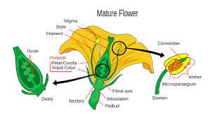 A bisexual flower is a flower that contains all the four whorls such as petals, sepals, the male reproductive structure (stamen) and female reproductive structure (pistil). The Male And Female Reproductive Parts Of A Flower Brighthub Education