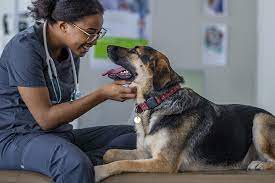 ASPCA Pet Insurance gambar png