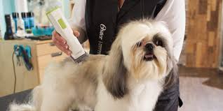 I do not, let me repeat, i do. 10 Best Dog Grooming Clippers To Buy In June 2021 Buyer S Guide