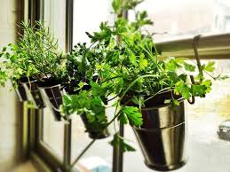 Guide To Grow A Windowsill Herb Garden