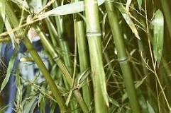bambu-su-geçirir-mi