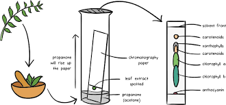 Principles Of Chromatography Stationary Phase Article