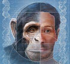 human chimpanzee differences