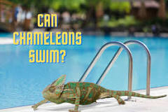 Can a chameleon swim?
