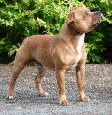 We have only bred to improve the breed and are brought up in a loving spacious environment. Staffordshire Bull Terrier Dog Breed Health