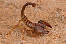 Image result for poisonous scorpion