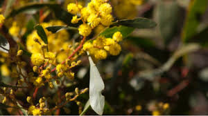 australia s national flower golden
