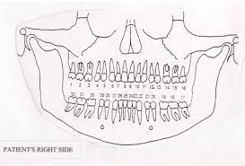 Meridians The Tooth Body Connection Holistic Health