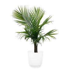 Costa Farms Majesty Palm Indoor Plant