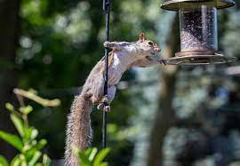squirrels away from bird feeders