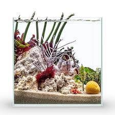 Ultra Clear Rimless Aquarium